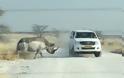 Συγκλονιστικό βίντεο: Η στιγμή που ένας ρινόκερος επιτίθεται σε τζιπ με τουρίστες... [video]