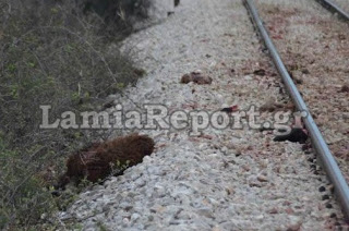 Λαμία: Τρένο διέλυσε κοπάδι με πρόβατα [Προσοχή ΣΚΛΗΡΕΣ ΕΙΚΟΝΕΣ] - Φωτογραφία 1