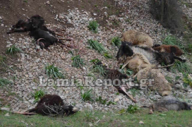 Λαμία: Τρένο διέλυσε κοπάδι με πρόβατα [Προσοχή ΣΚΛΗΡΕΣ ΕΙΚΟΝΕΣ] - Φωτογραφία 11