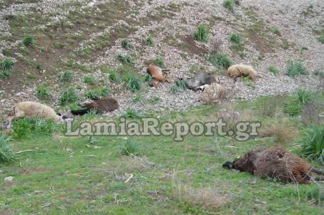 Λαμία: Τρένο διέλυσε κοπάδι με πρόβατα [Προσοχή ΣΚΛΗΡΕΣ ΕΙΚΟΝΕΣ] - Φωτογραφία 14