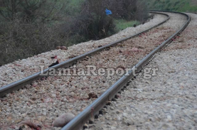 Λαμία: Τρένο διέλυσε κοπάδι με πρόβατα [Προσοχή ΣΚΛΗΡΕΣ ΕΙΚΟΝΕΣ] - Φωτογραφία 2