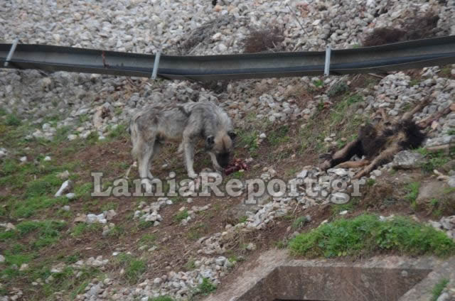 Λαμία: Τρένο διέλυσε κοπάδι με πρόβατα [Προσοχή ΣΚΛΗΡΕΣ ΕΙΚΟΝΕΣ] - Φωτογραφία 3