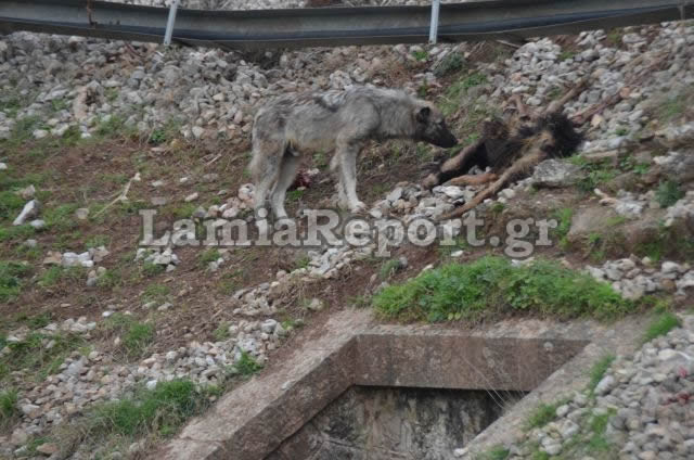 Λαμία: Τρένο διέλυσε κοπάδι με πρόβατα [Προσοχή ΣΚΛΗΡΕΣ ΕΙΚΟΝΕΣ] - Φωτογραφία 4