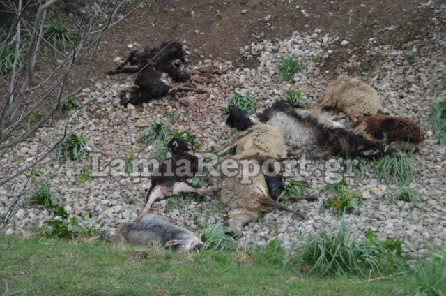 Λαμία: Τρένο διέλυσε κοπάδι με πρόβατα [Προσοχή ΣΚΛΗΡΕΣ ΕΙΚΟΝΕΣ] - Φωτογραφία 5