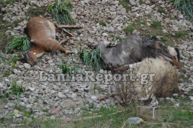 Λαμία: Τρένο διέλυσε κοπάδι με πρόβατα [Προσοχή ΣΚΛΗΡΕΣ ΕΙΚΟΝΕΣ] - Φωτογραφία 8