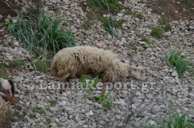 Λαμία: Τρένο διέλυσε κοπάδι με πρόβατα [Προσοχή ΣΚΛΗΡΕΣ ΕΙΚΟΝΕΣ] - Φωτογραφία 9