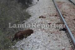 Λαμία: Τρένο διέλυσε κοπάδι με πρόβατα [Προσοχή ΣΚΛΗΡΕΣ ΕΙΚΟΝΕΣ]