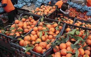 Διανομή 46 τόνων πορτοκαλιών από τον δήμο Ιεράπετρας - Φωτογραφία 1