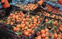 Διανομή 46 τόνων πορτοκαλιών από τον δήμο Ιεράπετρας