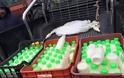 Κατάληψη στο Διοικητήριο Ξάνθης από τους αγρότες – Μοίρασαν γάλα και φασόλια