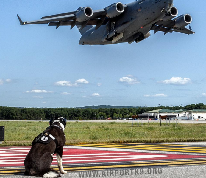 Δείτε το σκυλί που δουλεύει σαν... σκυλί σε αεροδρόμιο του Μίτσιγκαν - Φωτογραφία 2