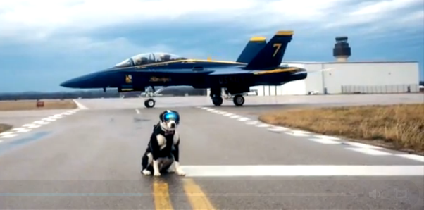 Δείτε το σκυλί που δουλεύει σαν... σκυλί σε αεροδρόμιο του Μίτσιγκαν - Φωτογραφία 3