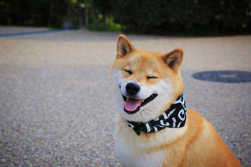 Αυτό είναι το πιο χαμογελαστό σκυλί του κόσμου με χιλιάδες θαυμαστές [photos] - Φωτογραφία 8