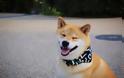 Αυτό είναι το πιο χαμογελαστό σκυλί του κόσμου με χιλιάδες θαυμαστές [photos]