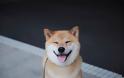 Αυτό είναι το πιο χαμογελαστό σκυλί του κόσμου με χιλιάδες θαυμαστές [photos] - Φωτογραφία 2