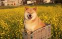 Αυτό είναι το πιο χαμογελαστό σκυλί του κόσμου με χιλιάδες θαυμαστές [photos] - Φωτογραφία 3