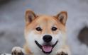 Αυτό είναι το πιο χαμογελαστό σκυλί του κόσμου με χιλιάδες θαυμαστές [photos] - Φωτογραφία 6