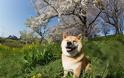 Αυτό είναι το πιο χαμογελαστό σκυλί του κόσμου με χιλιάδες θαυμαστές [photos] - Φωτογραφία 9