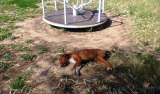 Aμαλιάδα: Δηλητηριασμένα αδέσποτα σκυλιά από φόλες στην περιοχή της Κουρούτας - Φωτογραφία 1