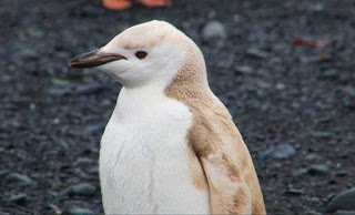 Σπάνιος… ξανθός πιγκουίνος! - Φωτογραφία 1