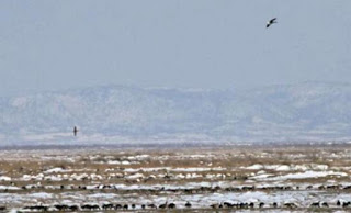 Αναζητείται το πτηνό φραγκολίνος και στην Ελλάδα, έστω και ταριχευμένο - Φωτογραφία 1