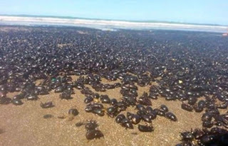 Εκατομμύρια σκαθάρια κατέλαβαν τις Ακτές της Αργεντινής - Πωλούνται 46 δολάρια το κιλό από τους ντόπιους - Φωτογραφία 1