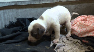 Συνελήφθη βαμπίρ με θύματα... σκυλιά - Έπινε το αίμα από κουτάβια πριν τα σκοτώσει - Φωτογραφία 1