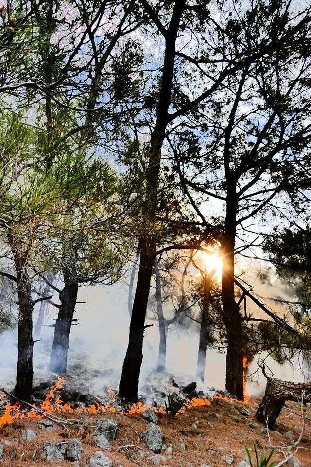 Αποτελεσματική κατάσβεση της φωτιάς στα Σφακιά [photo+video] - Φωτογραφία 8