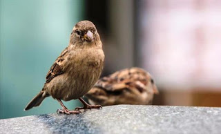 «Εξυπνότερα» τα αποδημητικά πτηνά που ταξιδεύουν μεγαλύτερες αποστάσεις - Φωτογραφία 1
