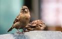 «Εξυπνότερα» τα αποδημητικά πτηνά που ταξιδεύουν μεγαλύτερες αποστάσεις