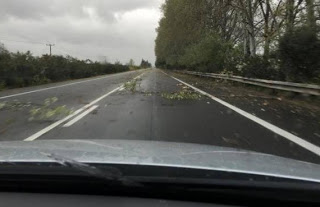 Πατρών - Πύργου: Οι θυελλώδεις άνεμοι και η καταιγίδα έσπασαν δέντρα - Επικίνδυνη η κυκλοφορία οχημάτων [photos] - Φωτογραφία 1