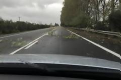 Πατρών - Πύργου: Οι θυελλώδεις άνεμοι και η καταιγίδα έσπασαν δέντρα - Επικίνδυνη η κυκλοφορία οχημάτων [photos]