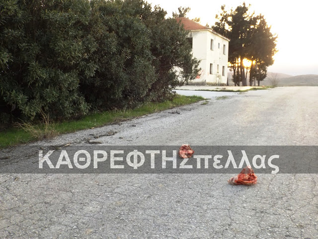 ΑΠΙΣΤΕΥΤΟ: Κεφάλες από χοίρους σε στρατόπεδο της Σκυδρας [ΣΚΛΗΡΕΣ ΕΙΚΟΝΕΣ] - Φωτογραφία 5