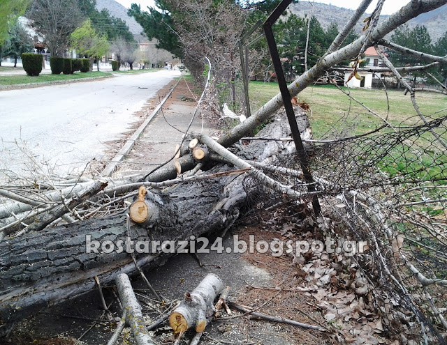 Πτώση δένδρου στο Κωσταράζι [photos] - Φωτογραφία 2