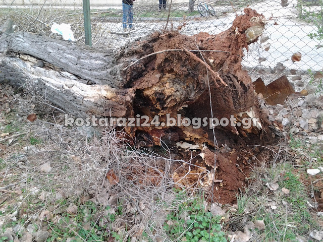 Πτώση δένδρου στο Κωσταράζι [photos] - Φωτογραφία 3