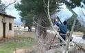 Πτώση δένδρου στο Κωσταράζι [photos] - Φωτογραφία 4