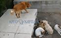 Σοκάρει το περιστατικό δηλητηρίασης σκύλων στους Μύλους [video] - Φωτογραφία 3