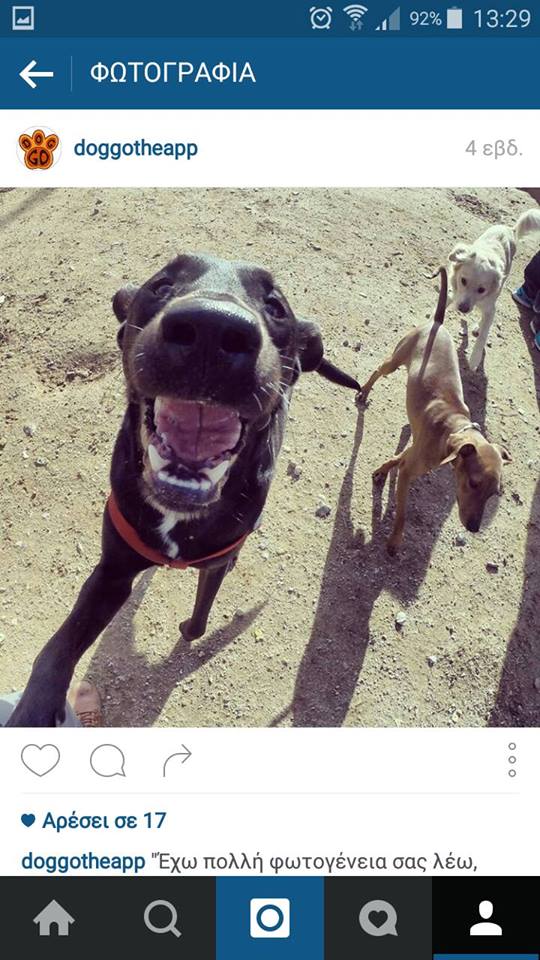 Doggo. To social media για σκύλους που έφτιαξαν Θεσσαλονικείς - Φωτογραφία 6
