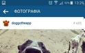 Doggo. To social media για σκύλους που έφτιαξαν Θεσσαλονικείς - Φωτογραφία 6
