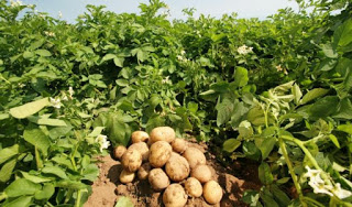 Η ελληνοποίηση της αιγυπτιακής πατάτας «σκοτώνει» την Ελληνική! - Φωτογραφία 1