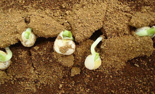 Φυτά καλλιεργήθηκαν με επιτυχία σε προσομοιωμένο χώμα από τον Άρη - Φωτογραφία 1