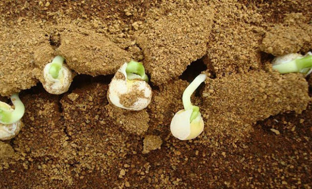 Φυτά καλλιεργήθηκαν με επιτυχία σε προσομοιωμένο χώμα από τον Άρη - Φωτογραφία 2