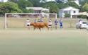 Τρελό γέλιο: Δείτε τι συμβαίνει όταν μια αγελάδα εισβάλει σε ποδοσφαιρικό αγώνα... [video]