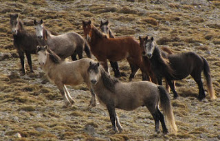 Τα άγρια άλογα στο Φαρμακοβούνι Φιλιατών και στα όρη του Σουλίου, αναπόσπαστο κομμάτι της φύσης! - Φωτογραφία 1