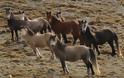 Τα άγρια άλογα στο Φαρμακοβούνι Φιλιατών και στα όρη του Σουλίου, αναπόσπαστο κομμάτι της φύσης!