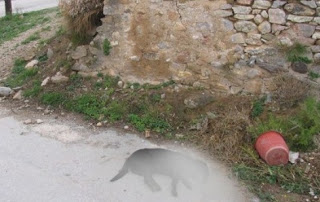 Ανατριχιαστικό σχέδιο για να σκοτώσουν σκυλιά στον Άγιο Ανδριανό [photos] - Φωτογραφία 1