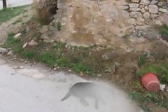 Ανατριχιαστικό σχέδιο για να σκοτώσουν σκυλιά στον Άγιο Ανδριανό [photos]