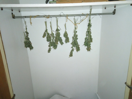 Εντοπίστηκε εργαστήριο καλλιέργειας κάνναβης, σε οικία στο Καρλόβασι της Σάμου - Φωτογραφία 4