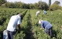 Στα 35 εκ. ευρώ η «λυπητερή» του πακέτου Χατζηγάκη για τους Λαρισαίους αγρότες