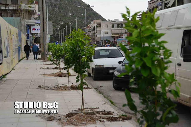 Σε δενδροφυτεύσεις μέσα στην πόλη του Ναυπλίου προχωρά ο δήμος - Φωτογραφία 2